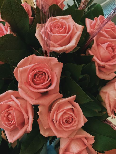 A bouquet of fresh, peach-pink roses with tightly coiled petals and velvety textures, surrounded by dark green leaves with a glossy finish and pointed edges. The roses are arranged in a compact cluste