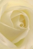 This image offers an intimate look into the heart of a cream-white rose, as if you are enfolded within its silken embrace-a sensation reminiscent of quiet moments found in Rush Green's tranquil corners. Each petal unfurls softly, spiraling inward with exquisite delicacy and a hint of lingering dew. The play of shadows moves gracefully across ivory folds, creating a calm depth that draws you further into the bloom's story. There's a serene lightness to the composition, echoing peaceful mornings around Crow Lane and local gardens. The artistry imbues the bouquet with the purest form of reverence-ideal for expressing sympathy, admiration, or marking a hopeful new chapter. Even in this still image, one might almost sense the faint, sweet fragrance rising from each petal, a gentle and unmistakable nod to the enduring skill of Rush Green's trusted florists. This rose, chosen for its perfection, becomes a heartfelt token ready to mark life's most meaningful occasions.